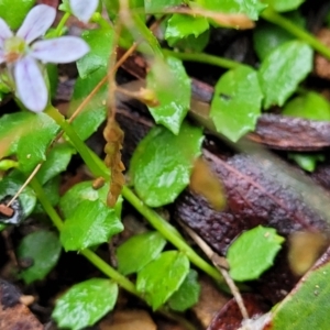 Lobelia pedunculata at Captains Flat, NSW - 15 Jan 2022