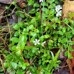 Lobelia pedunculata at Captains Flat, NSW - 15 Jan 2022