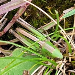 Praxibulus sp. (genus) (A grasshopper) at Tallaganda National Park - 15 Jan 2022 by trevorpreston