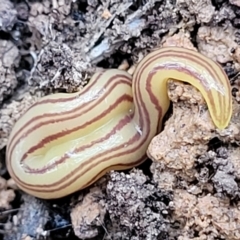 Caenoplana sulphurea (A Flatworm) at Tallaganda National Park - 15 Jan 2022 by trevorpreston