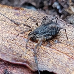 Opiliones (order) (Unidentified harvestman) at Harolds Cross, NSW - 15 Jan 2022 by trevorpreston