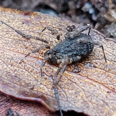 Opiliones (order) (Unidentified harvestman) at Tallaganda National Park - 15 Jan 2022 by trevorpreston