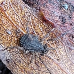 Opiliones (order) at Harolds Cross, NSW - 15 Jan 2022