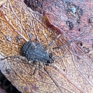 Opiliones (order) at Harolds Cross, NSW - 15 Jan 2022