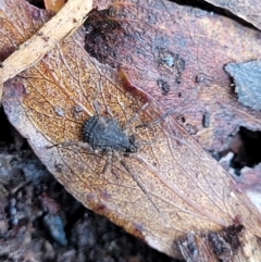 Opiliones (order) at Harolds Cross, NSW - 15 Jan 2022