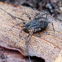 Opiliones (order) at Harolds Cross, NSW - 15 Jan 2022