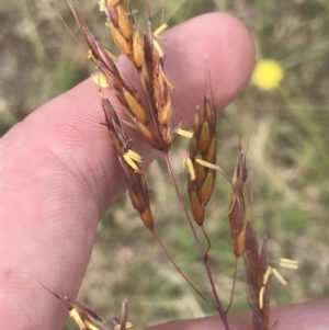 Sorghum leiocladum at Rendezvous Creek, ACT - 10 Jan 2022 11:13 AM