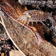 Philosciidae (family) (A terrestrial ispodod) at Harolds Cross, NSW - 15 Jan 2022 by trevorpreston