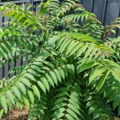 Ailanthus altissima (Tree-of-Heaven) at Mawson, ACT - 15 Jan 2022 by Mike