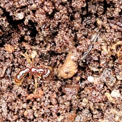 Amblyopone sp. (genus) (Slow ant) at Harolds Cross, NSW - 15 Jan 2022 by trevorpreston