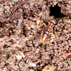 Amblyopone sp. (genus) at Harolds Cross, NSW - 15 Jan 2022