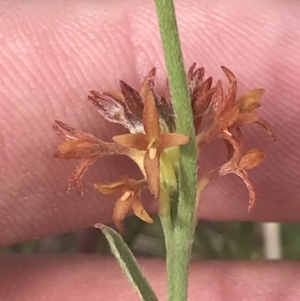 Pimelea curviflora var. sericea at Rendezvous Creek, ACT - 10 Jan 2022