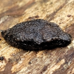 Cystopelta astra (Snowy Mountains Humpback Slug) at Harolds Cross, NSW - 15 Jan 2022 by trevorpreston