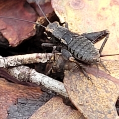 Eurepa marginipennis (Mottled bush cricket) at Tallaganda National Park - 15 Jan 2022 by trevorpreston