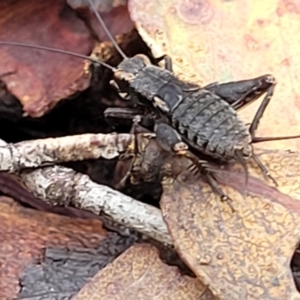 Eurepa marginipennis at Harolds Cross, NSW - 15 Jan 2022