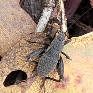 Eurepa marginipennis at Harolds Cross, NSW - 15 Jan 2022