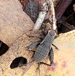 Eurepa marginipennis at Harolds Cross, NSW - 15 Jan 2022