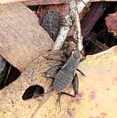 Eurepa marginipennis at Harolds Cross, NSW - 15 Jan 2022