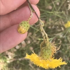 Podolepis jaceoides (Showy Copper-wire Daisy) at Rendezvous Creek, ACT - 10 Jan 2022 by Tapirlord