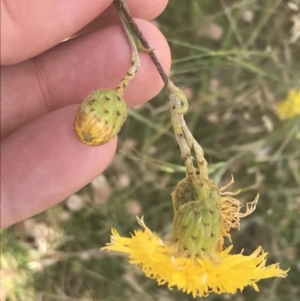 Podolepis jaceoides at Rendezvous Creek, ACT - 10 Jan 2022