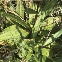 Podolepis jaceoides at Rendezvous Creek, ACT - 10 Jan 2022