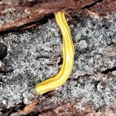 Caenoplana sulphurea (A Flatworm) at Tallaganda National Park - 15 Jan 2022 by trevorpreston