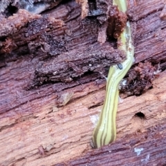 Caenoplana sulphurea at Harolds Cross, NSW - 15 Jan 2022 12:23 PM