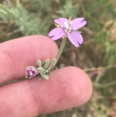 Epilobium billardiereanum (Willowherb) at Rendezvous Creek, ACT - 10 Jan 2022 by Tapirlord