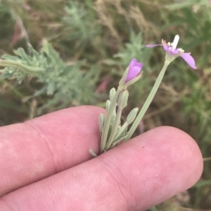 Epilobium billardiereanum at Rendezvous Creek, ACT - 10 Jan 2022