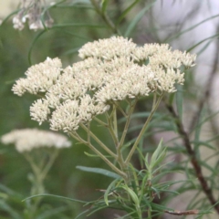 Cassinia longifolia (Shiny Cassinia, Cauliflower Bush) at Yarralumla, ACT - 15 Jan 2022 by ConBoekel