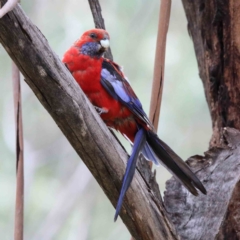 Platycercus elegans (Crimson Rosella) at Yarralumla, ACT - 15 Jan 2022 by ConBoekel