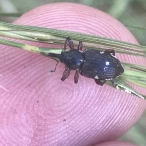 Aoplocnemis sp. (genus) at Rendezvous Creek, ACT - 10 Jan 2022 11:27 AM