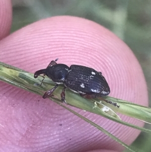 Aoplocnemis sp. (genus) at Rendezvous Creek, ACT - 10 Jan 2022 11:27 AM