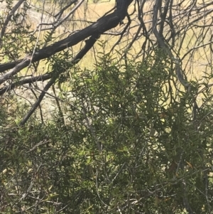 Acacia siculiformis at Rendezvous Creek, ACT - 10 Jan 2022