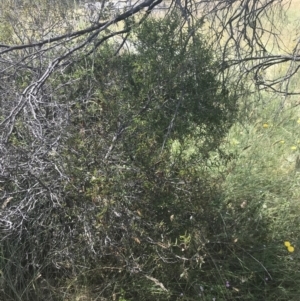 Acacia siculiformis at Rendezvous Creek, ACT - 10 Jan 2022