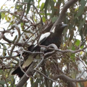 Gymnorhina tibicen at Yarralumla, ACT - 15 Jan 2022 11:31 AM