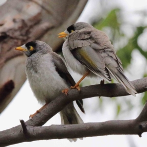 Manorina melanocephala at Yarralumla, ACT - 15 Jan 2022 11:29 AM