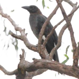 Strepera graculina at Yarralumla, ACT - 15 Jan 2022 11:30 AM