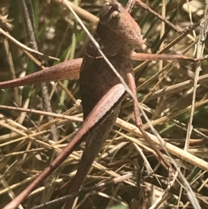 Lanciana montana at Rendezvous Creek, ACT - 10 Jan 2022