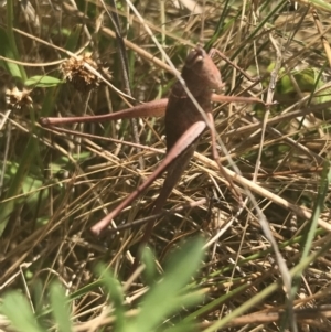 Lanciana montana at Rendezvous Creek, ACT - 10 Jan 2022