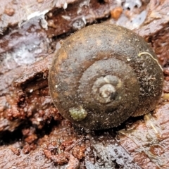 Austrochloritis (Genus) (Undescribed Austrochloritis species) at Harolds Cross, NSW - 15 Jan 2022 by tpreston