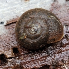 Austrochloritis (Genus) at Harolds Cross, NSW - 15 Jan 2022