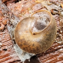 Austrochloritis (Genus) at Harolds Cross, NSW - 15 Jan 2022