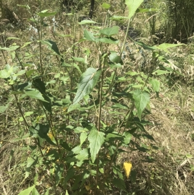 Gynatrix pulchella (Hemp Bush) at Rendezvous Creek, ACT - 10 Jan 2022 by Tapirlord