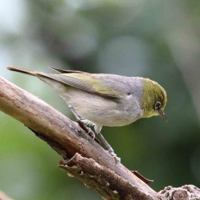 Zosterops lateralis (Silvereye) at Yarralumla, ACT - 15 Jan 2022 by ConBoekel