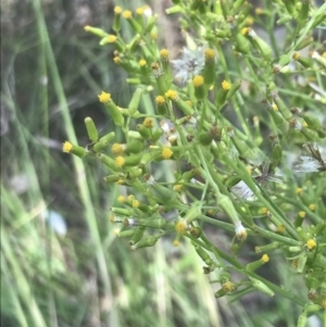 Senecio diaschides at Booth, ACT - 10 Jan 2022 11:59 AM