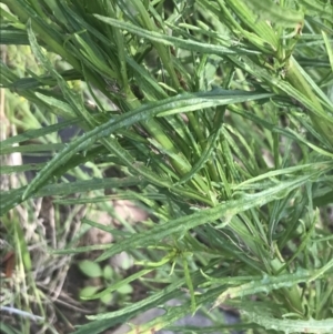 Senecio diaschides at Booth, ACT - 10 Jan 2022 11:59 AM