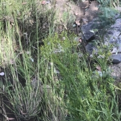 Senecio diaschides at Booth, ACT - 10 Jan 2022 11:59 AM