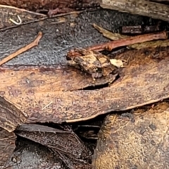 Tetrigidae (family) (Pygmy grasshopper) at Harolds Cross, NSW - 15 Jan 2022 by trevorpreston