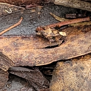 Tetrigidae (family) at Harolds Cross, NSW - 15 Jan 2022